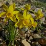 Fotografia 12 da espécie Narcissus assoanus do Jardim Botânico UTAD