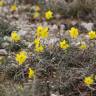 Fotografia 13 da espécie Narcissus assoanus do Jardim Botânico UTAD