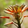 Fotografia 6 da espécie Aloe maculata do Jardim Botânico UTAD