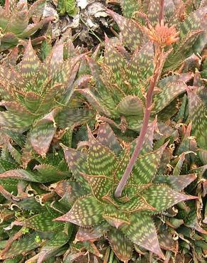 Fotografia 9 da espécie Aloe maculata no Jardim Botânico UTAD