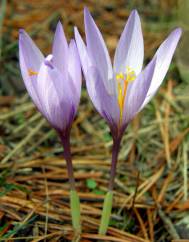 Crocus serotinus subesp. clusii