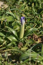 Fotografia da espécie Iris planifolia