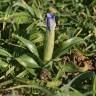 Fotografia 2 da espécie Iris planifolia do Jardim Botânico UTAD