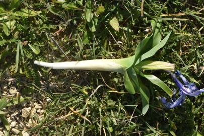 Fotografia da espécie Iris planifolia