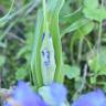Fotografia 4 da espécie Iris planifolia do Jardim Botânico UTAD