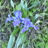 Fotografia 5 da espécie Iris planifolia do Jardim Botânico UTAD