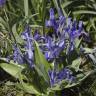 Fotografia 6 da espécie Iris planifolia do Jardim Botânico UTAD