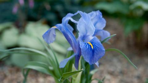 Fotografia da espécie Iris planifolia