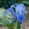 Fotografia 8 da espécie Iris planifolia do Jardim Botânico UTAD