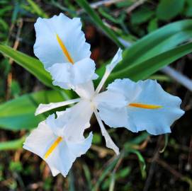 Fotografia da espécie Iris planifolia