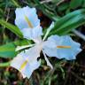 Fotografia 9 da espécie Iris planifolia do Jardim Botânico UTAD