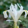Fotografia 10 da espécie Iris planifolia do Jardim Botânico UTAD