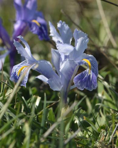 Fotografia de capa Iris planifolia - do Jardim Botânico