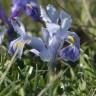 Fotografia 1 da espécie Iris planifolia do Jardim Botânico UTAD
