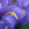 Fotografia 11 da espécie Iris planifolia do Jardim Botânico UTAD