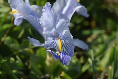 Fotografia da espécie Iris planifolia