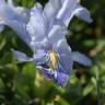 Fotografia 12 da espécie Iris planifolia do Jardim Botânico UTAD
