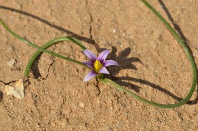 Fotografia da espécie Romulea ramiflora subesp. ramiflora