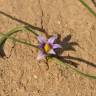 Fotografia 1 da espécie Romulea ramiflora subesp. ramiflora do Jardim Botânico UTAD