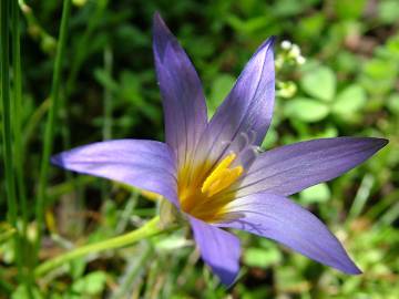 Fotografia da espécie Romulea ramiflora subesp. ramiflora