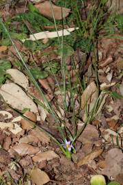 Fotografia da espécie Romulea ramiflora subesp. ramiflora