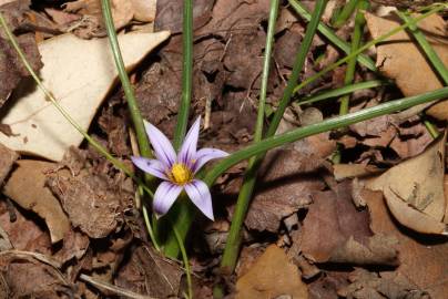 Fotografia da espécie Romulea ramiflora subesp. ramiflora