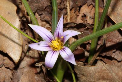 Fotografia da espécie Romulea ramiflora subesp. ramiflora