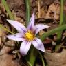 Fotografia 5 da espécie Romulea ramiflora subesp. ramiflora do Jardim Botânico UTAD