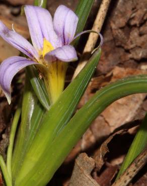 Fotografia 6 da espécie Romulea ramiflora subesp. ramiflora no Jardim Botânico UTAD