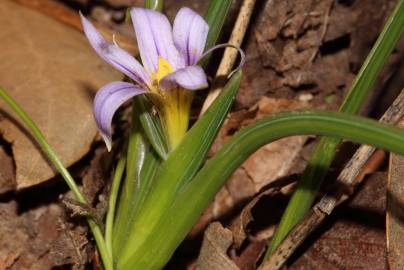 Fotografia da espécie Romulea ramiflora subesp. ramiflora