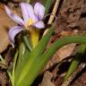 Fotografia 6 da espécie Romulea ramiflora subesp. ramiflora do Jardim Botânico UTAD