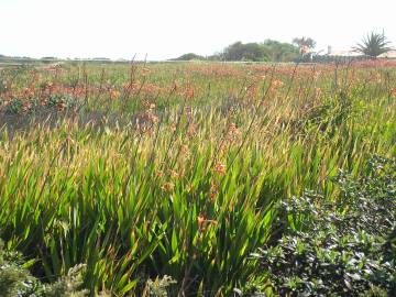 Fotografia da espécie Watsonia meriana