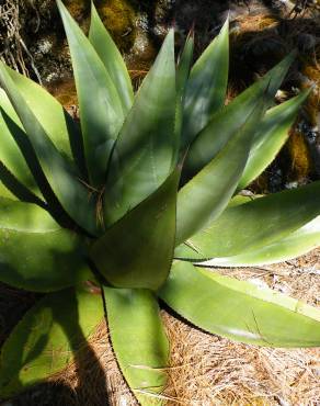 Fotografia 2 da espécie Agave atrovirens no Jardim Botânico UTAD