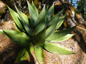 Fotografia da espécie Agave atrovirens