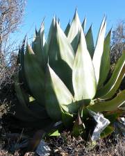 Fotografia da espécie Agave atrovirens