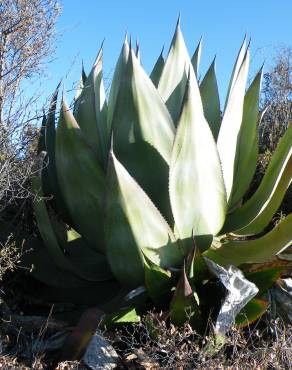 Fotografia 1 da espécie Agave atrovirens no Jardim Botânico UTAD