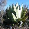 Fotografia 1 da espécie Agave atrovirens do Jardim Botânico UTAD