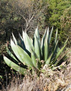 Fotografia 3 da espécie Agave atrovirens no Jardim Botânico UTAD