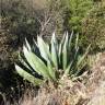 Fotografia 3 da espécie Agave atrovirens do Jardim Botânico UTAD