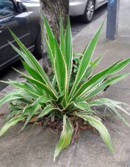 Furcraea selloa