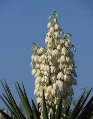 Yucca aloifolia