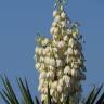 Fotografia 1 da espécie Yucca aloifolia do Jardim Botânico UTAD