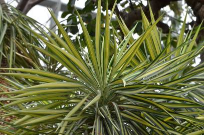 Fotografia da espécie Yucca aloifolia