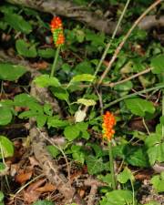 Fotografia da espécie Arum cylindraceum