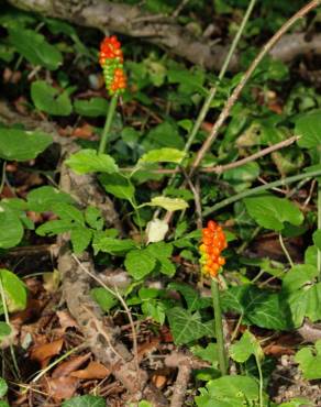 Fotografia 1 da espécie Arum cylindraceum no Jardim Botânico UTAD