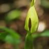 Fotografia 4 da espécie Arum cylindraceum do Jardim Botânico UTAD