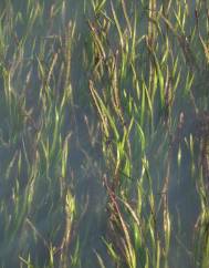 Zostera marina