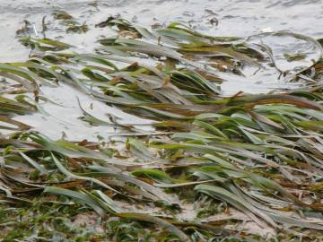 Fotografia da espécie Zostera marina