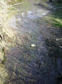 Fotografia da espécie Zostera marina