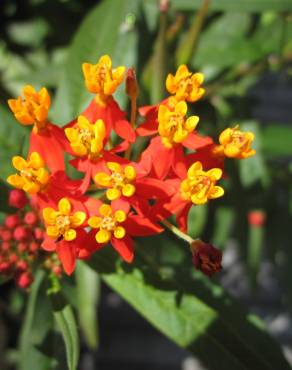 Fotografia 1 da espécie Asclepias curassavica no Jardim Botânico UTAD